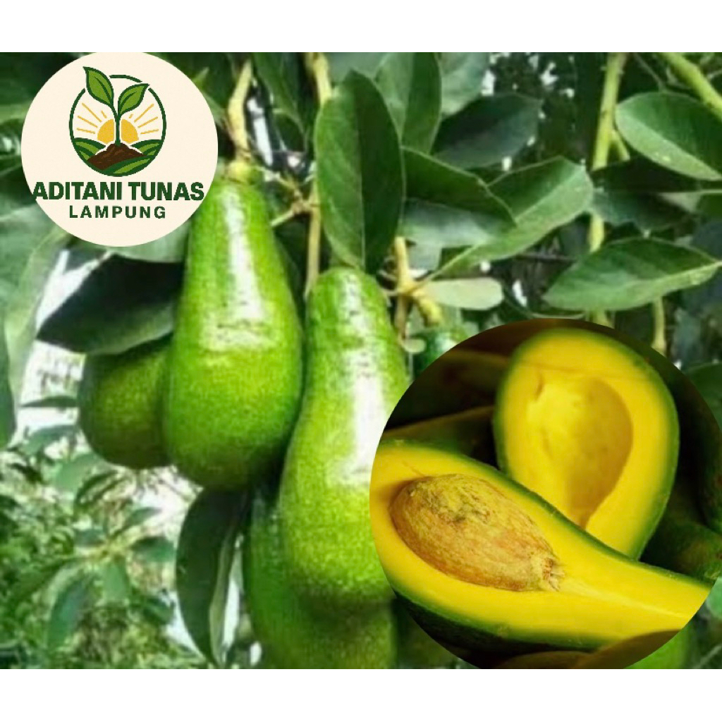 bibit alpukat aligator,siger dan miki super premium bibit original sambung