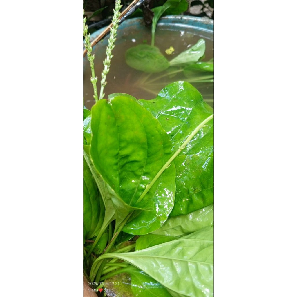 

Daun ki urat / daun sendok 500g fres