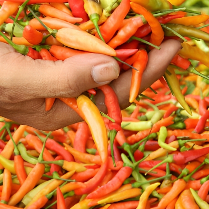 

Cabe Rawit Merah Segar 250 gram