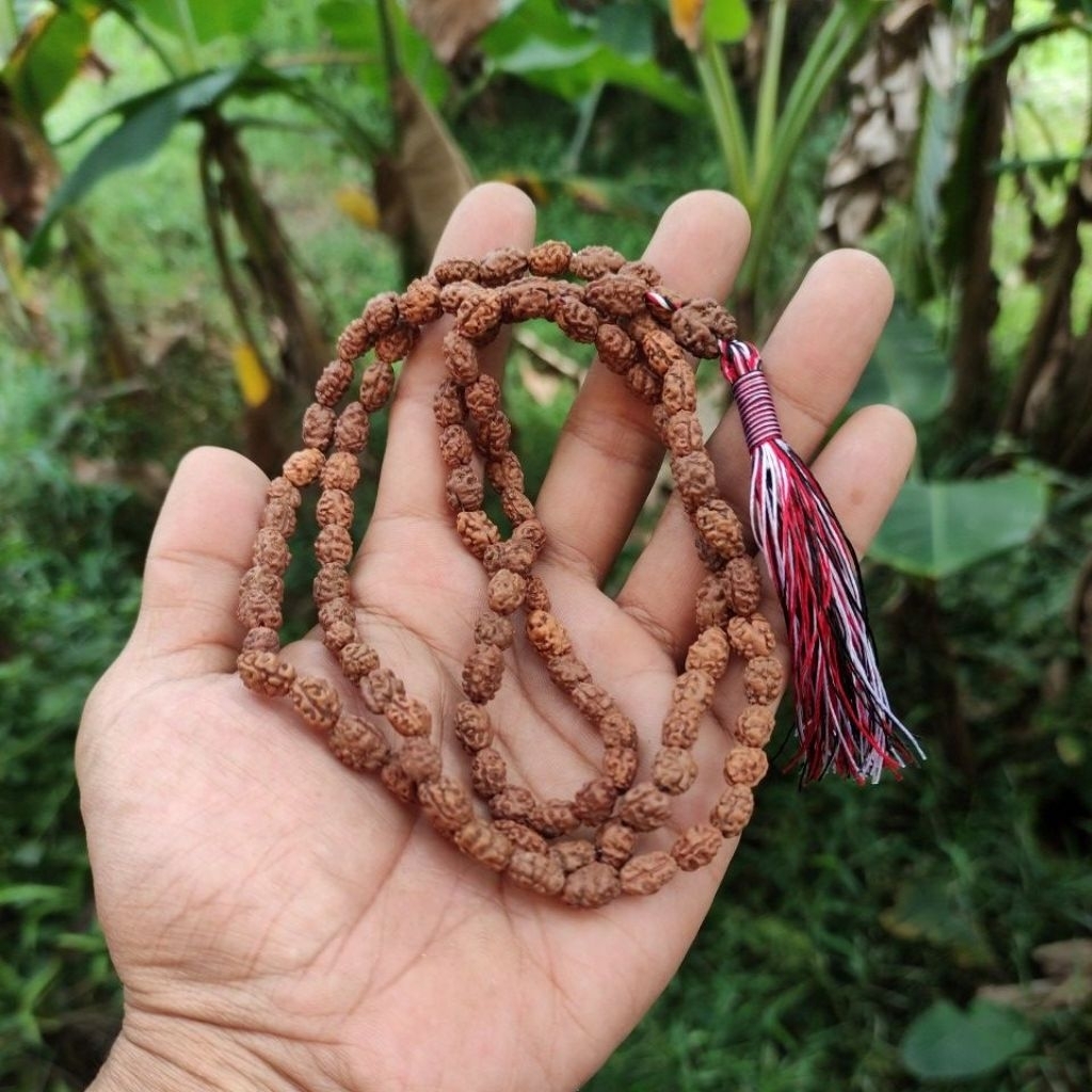 KALUNG JENITRI RUDRAKSHA MUKHI 2 KUNCIR TRIDATU