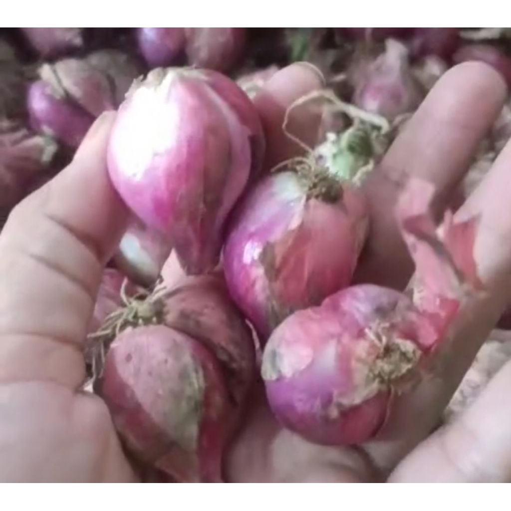 

brambang lokal netto 1000kg