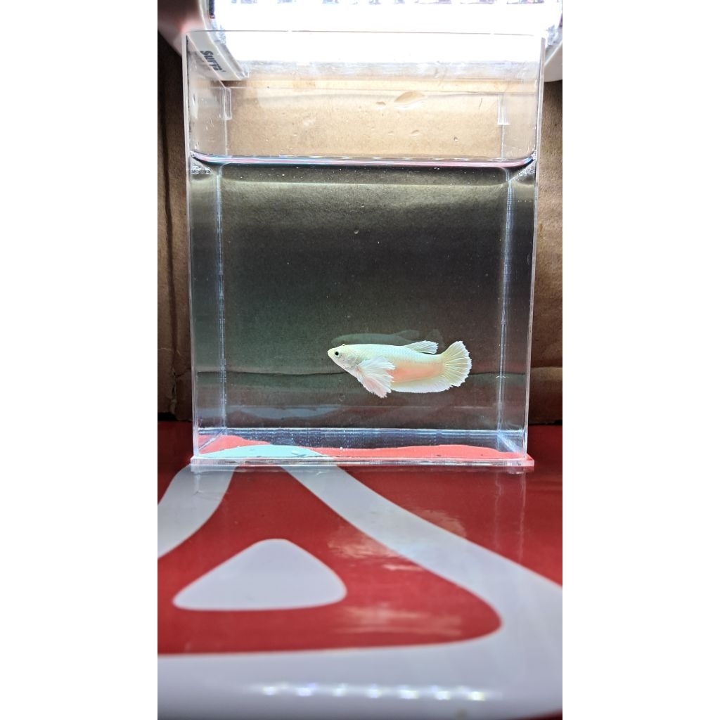 CUPANG FEMALE JENIS PLAKAT DUMBO EAR WHITE PLATINUM DAN PLAKAT WHITE PLATINUM GRADE TERBAIK BARABG S