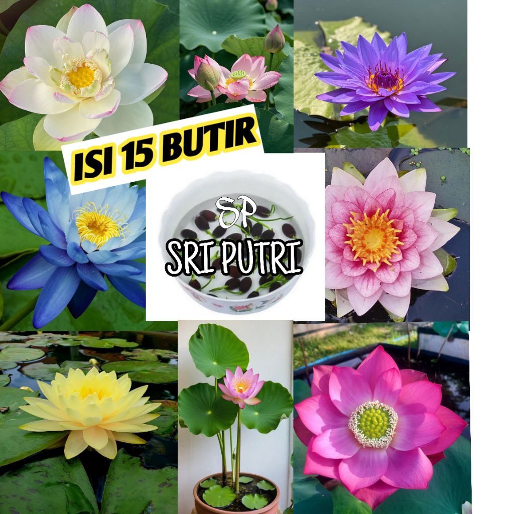 Biji Benih Teratai Lotus / Biji Bunga Teratai Lotus / Biji Benih Teratai Isi 15 Butir