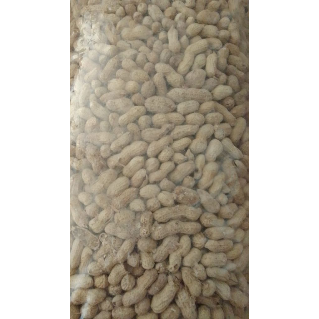 

kacang asin renyah/kacang kulit asin 500gr