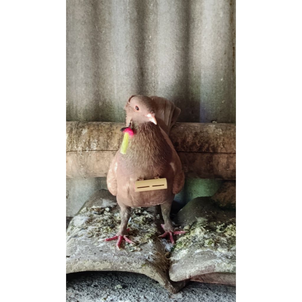 (1pcs) sulingan, sawangan, hantong merpati kalung, dileher, nyaring. mudah bunyi