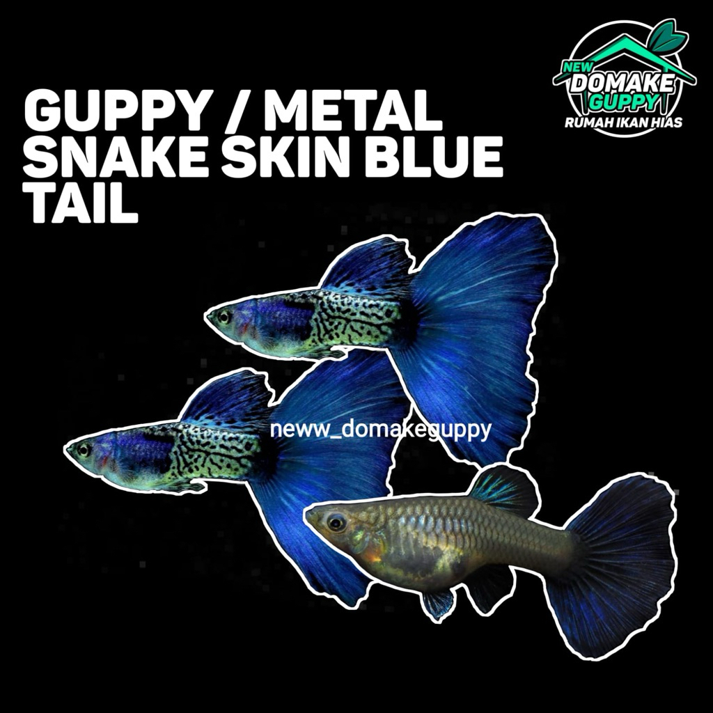 Pembersih Lantai MetalSnakeSkinBlueTail MSSBT