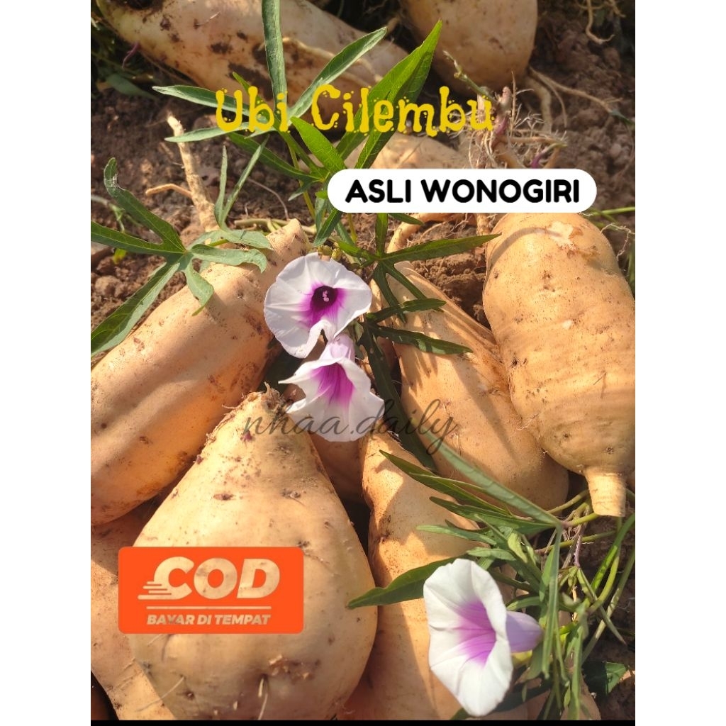 

Ubi cilembu 1kg//ubi fresh//ubi mentah 1kg rasa manis legit!!
