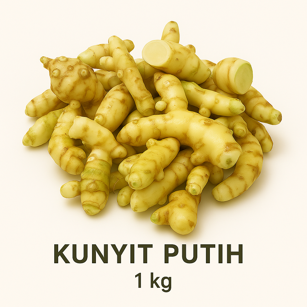 

Kunyit Putih Segar 1 kg fresh dan bersih kunir di ambil langsung dari kebun petani