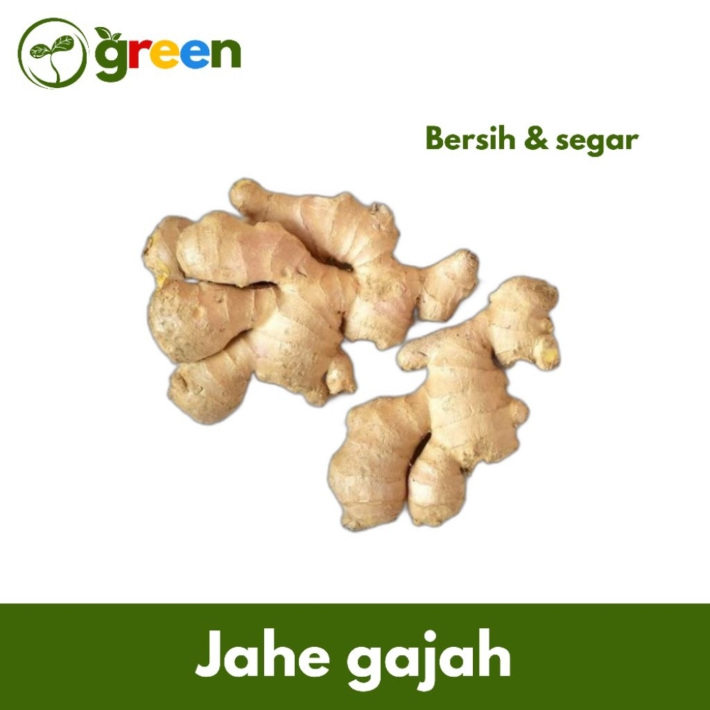 

Jahe Gajah