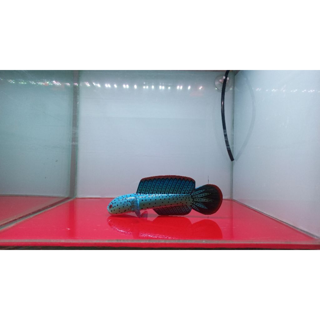 (COD) Etalase khusus