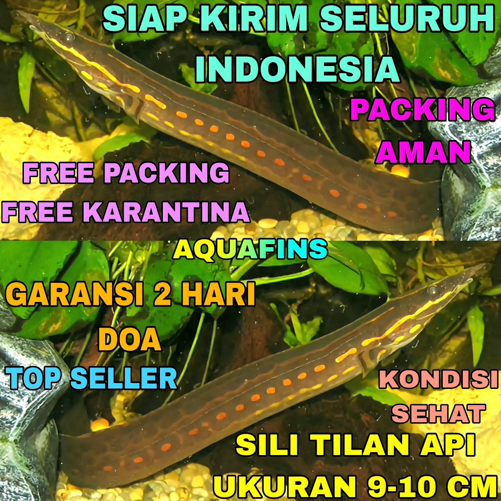 HIASAN SILI TILAN API FIRE EEL MASTACEMBELUS ERYTHROTAENIA UKURAN 9-10 CM