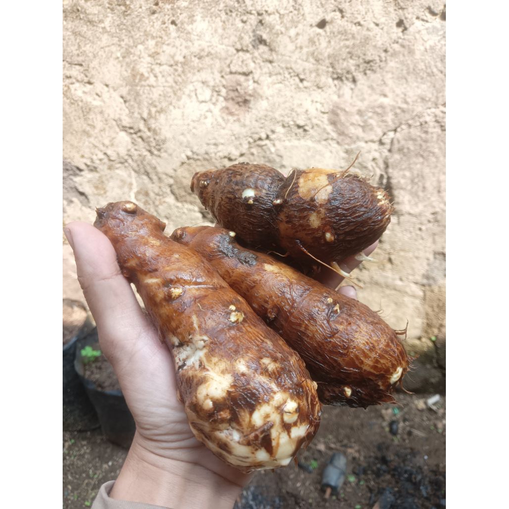 

umbi talas pulen 500gr