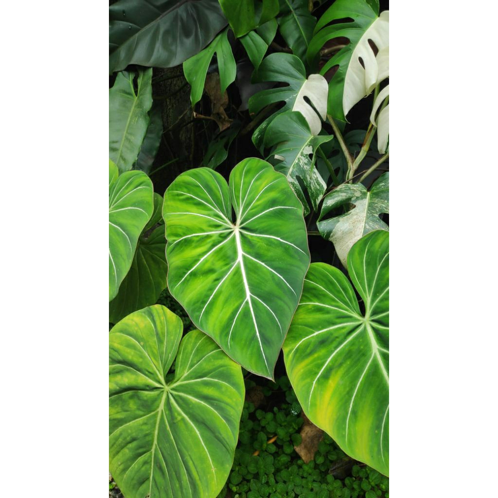 Philodendron Dark Form Gloriosum | Tanaman Hias Daun Eksotis Gelap | Bibit Sehat Akar Kuat