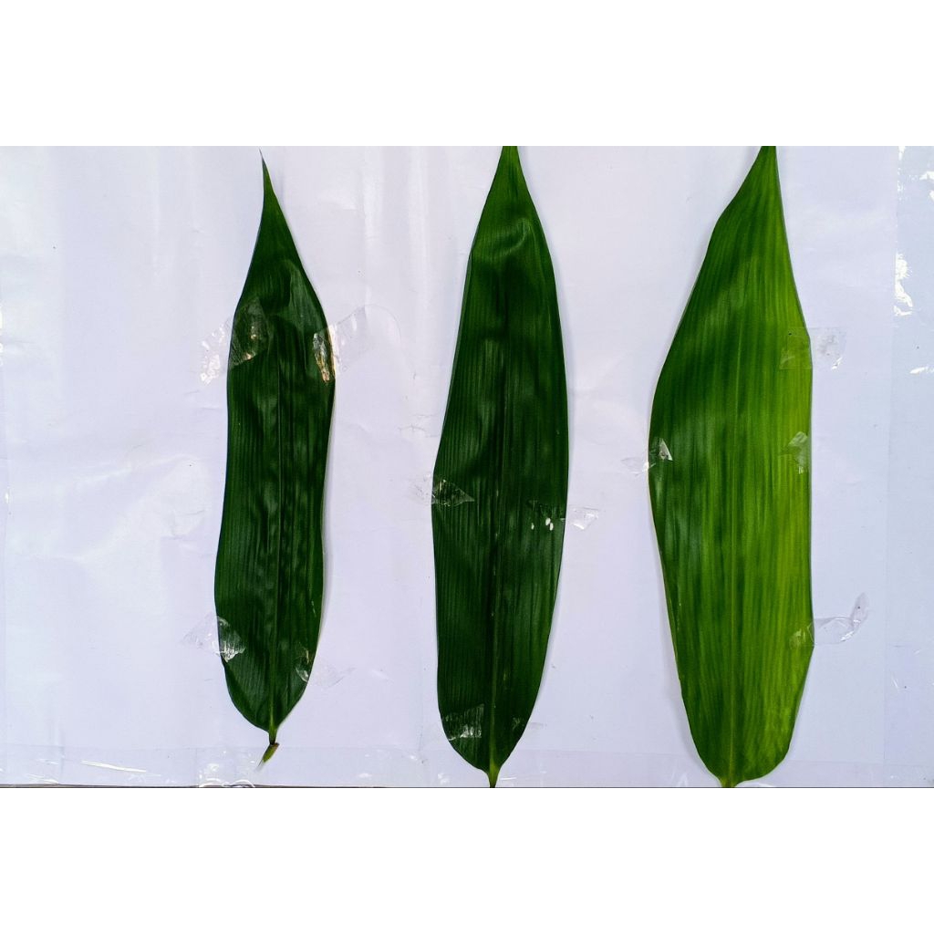 

50 lembarDAUN BAMBU BUNGKUS BACANG GUNCANG bakcang doclang kueh CINGCANG kueh bakcang dll fresh UKURAN 6-7SUPER