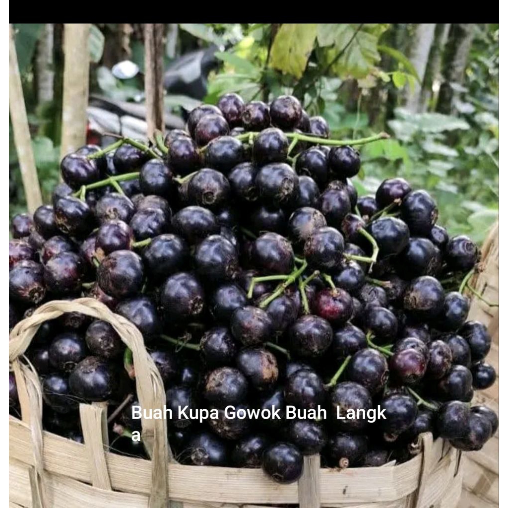 

Buah Kuopa Gowol Fres 500 gram Asam Manis Segar