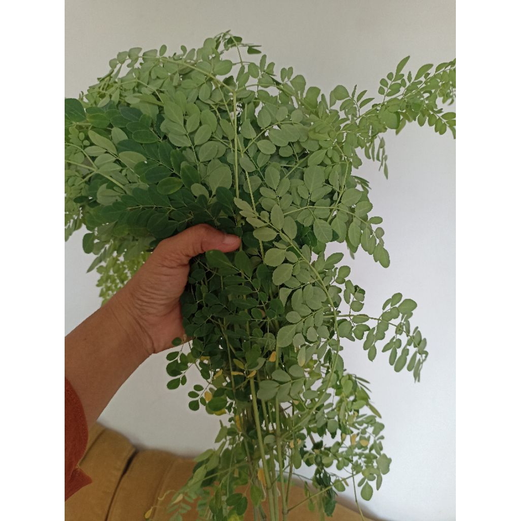 

Daun kelor hijau segar per ikat berat 100 gram