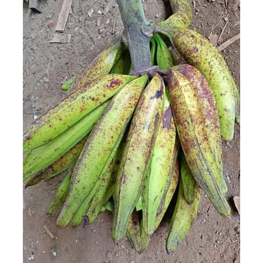 

1 Kg Pisang Tanduk / Byar Jumbo Asli Gunung Muria