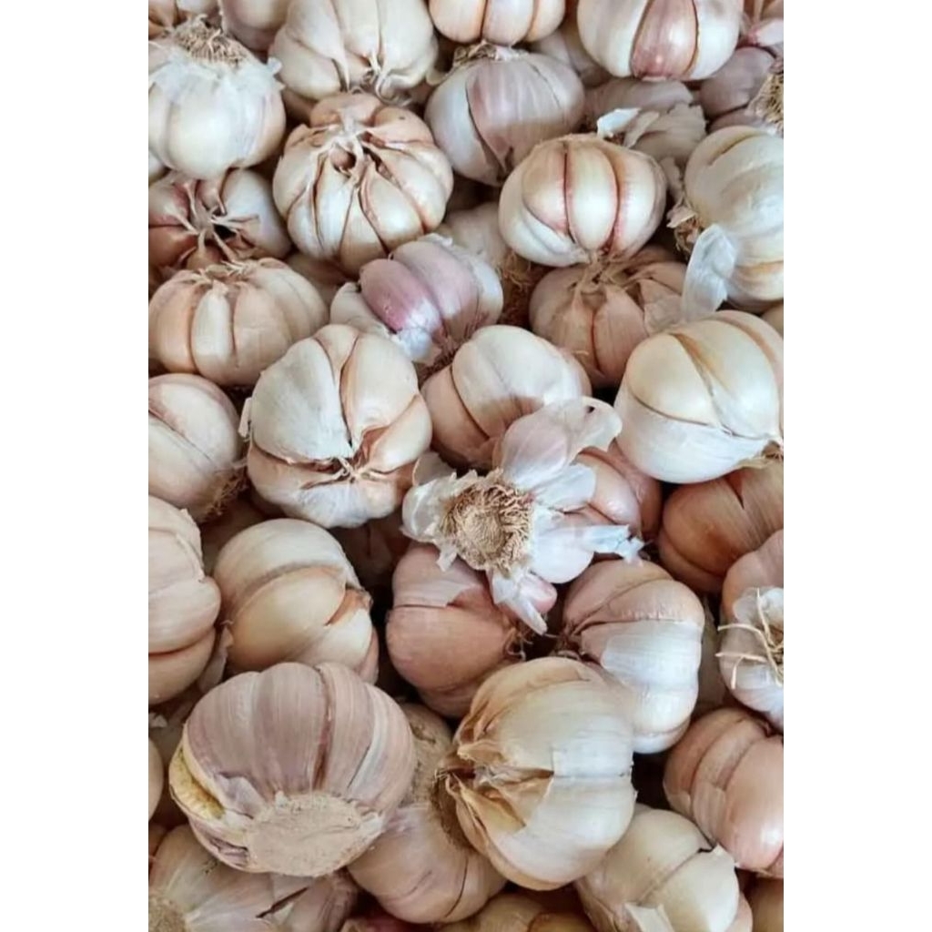 

BAWANG PUTIH FRESH 1KG