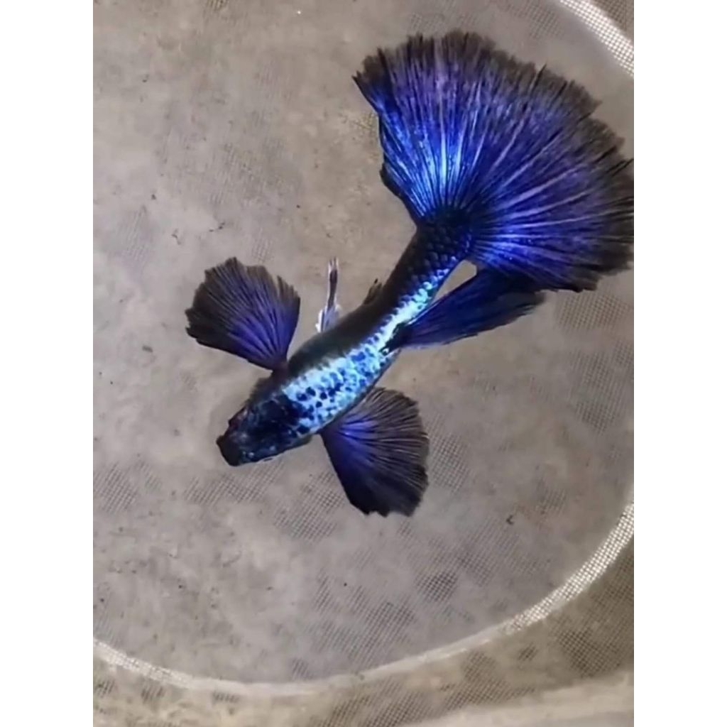 hiasan Aquarium Guppy Purple Dragon Dumbo Ear