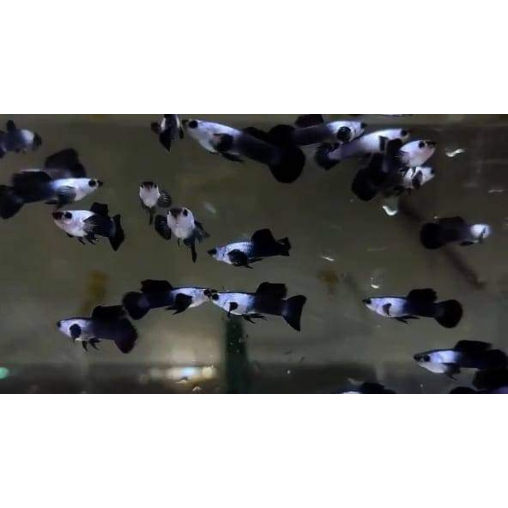 hiasan aquarium stiker unik Ikan Guppy Mini Panda sepasang indukan