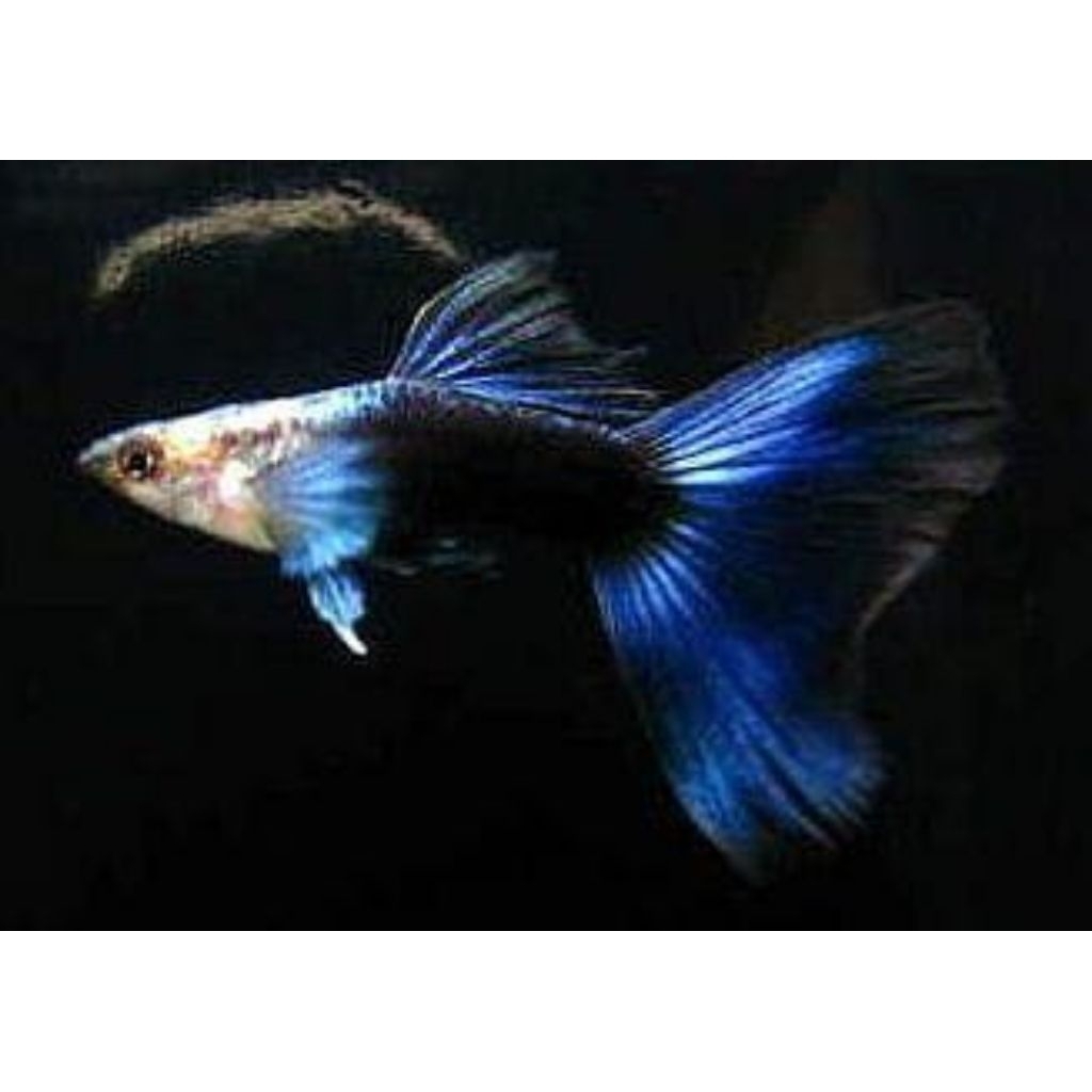 

stiker unik Guppy HB Blue