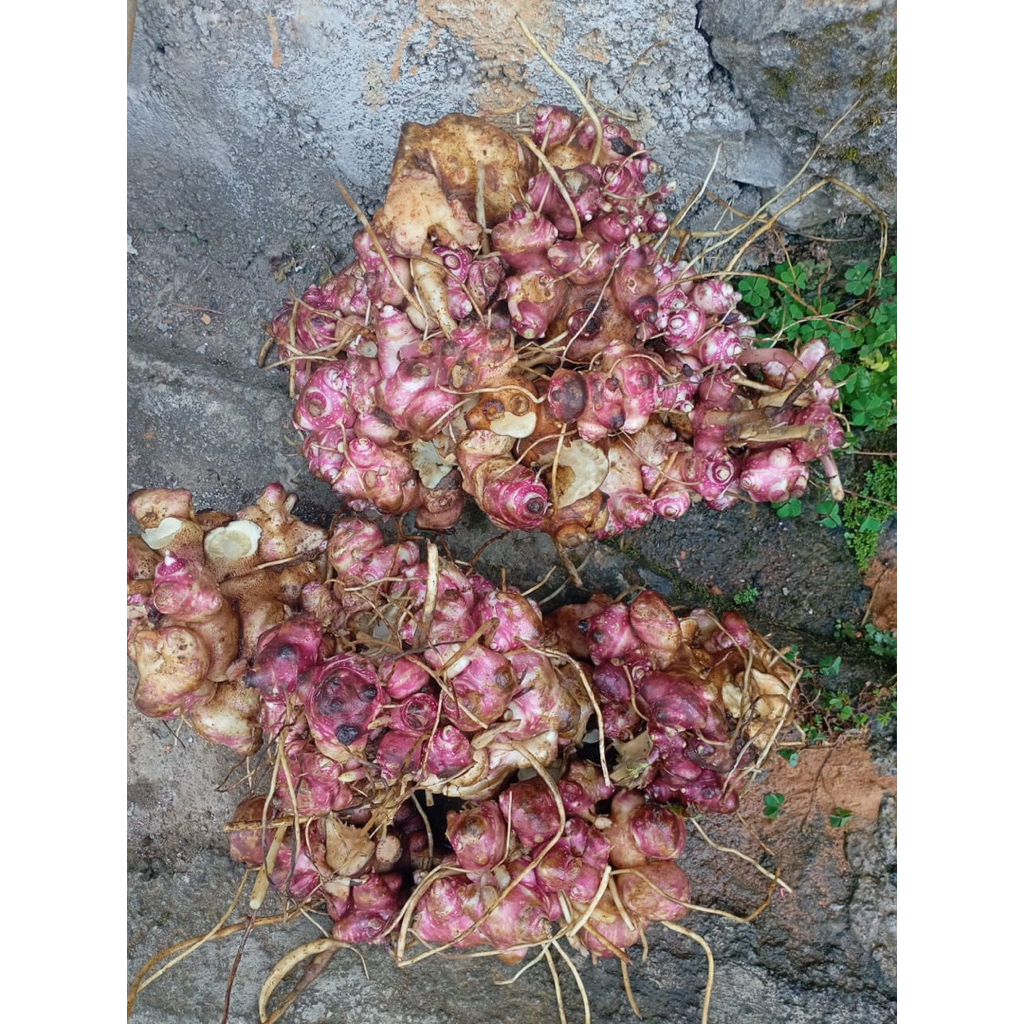 

rimpang ubi yacon siap semai 500 gram