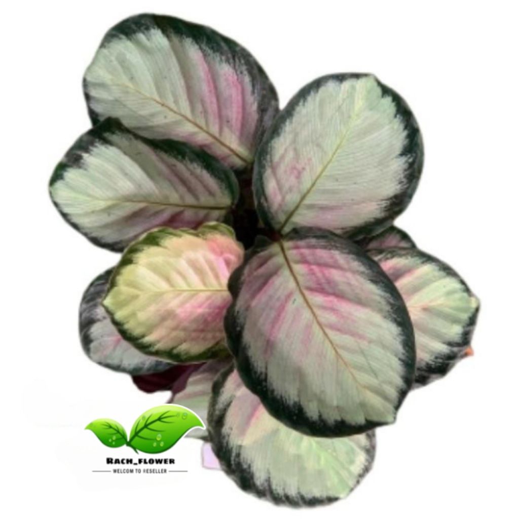 Calathea pink rossy - tanaman hias pot - calathea roseopicta