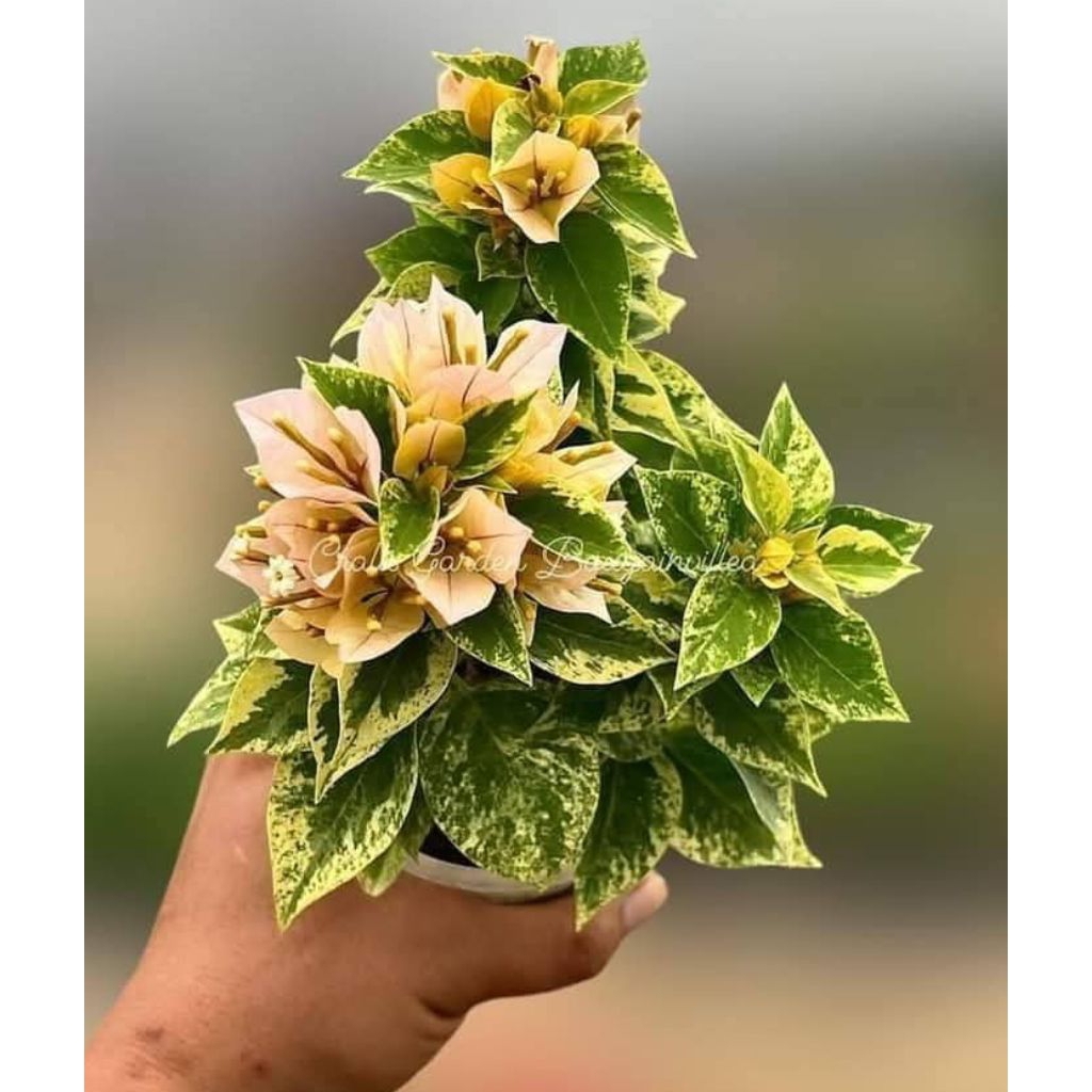 Bugenvil SGp Jewel 21