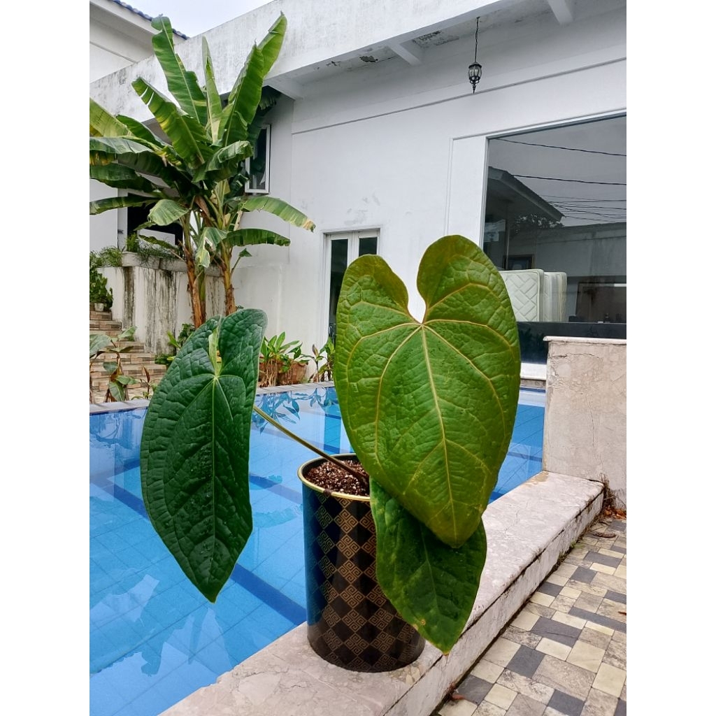 anthurium Regale x Luxurian