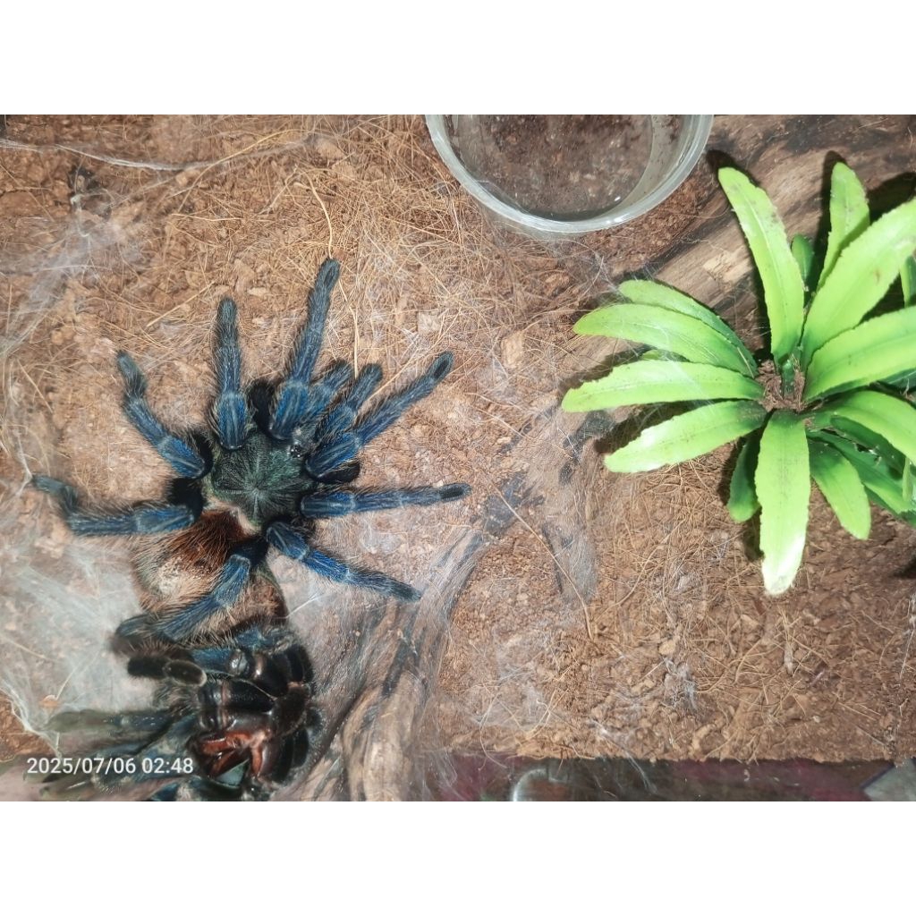mainan prank chromatophelma cyaneopubescens /GBB adult Female 13 cm