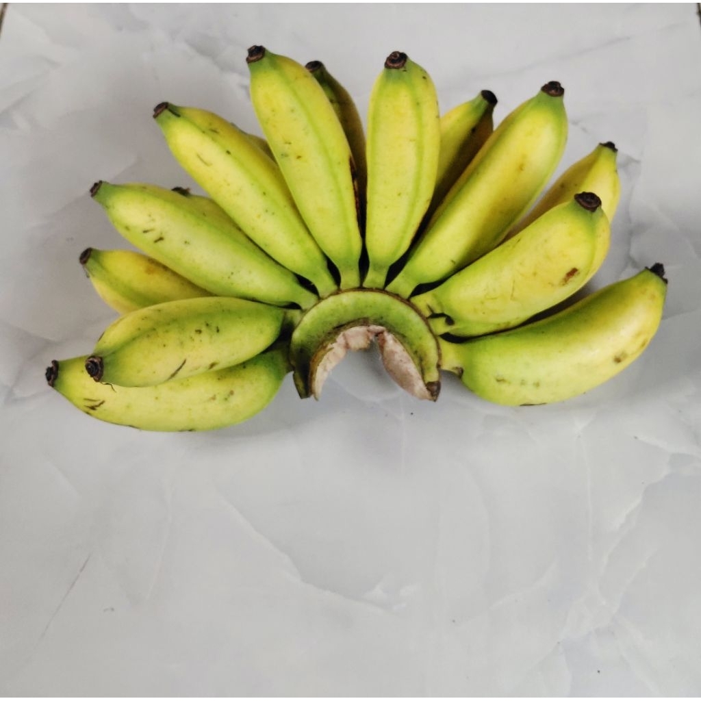 

PISANG MOLI/MULI TUA SIAP MATANG