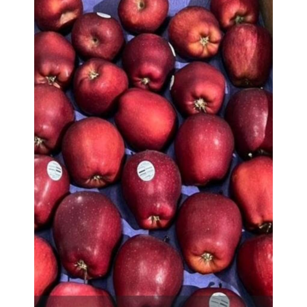 

Apel Washington netto 1000gr