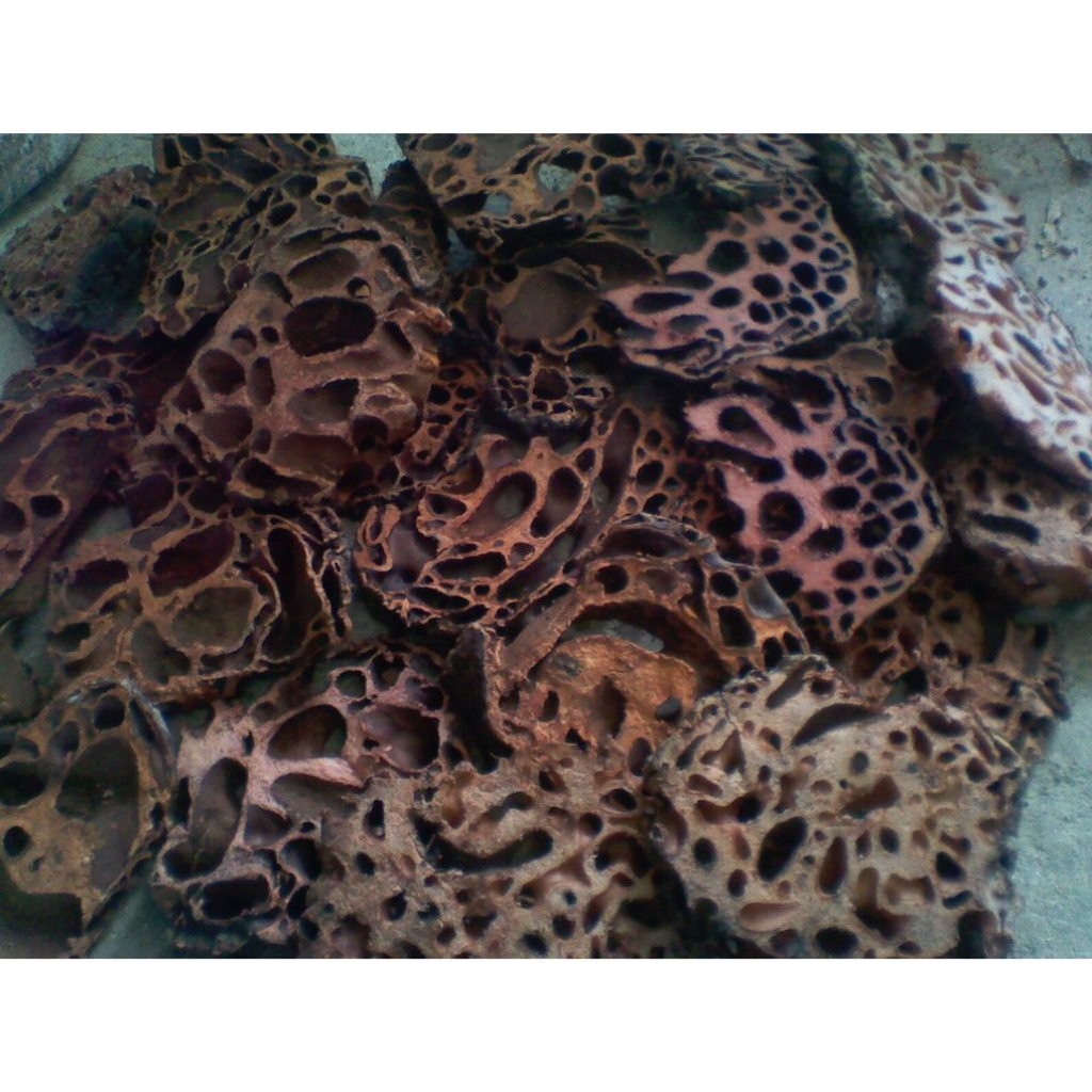 

sarang semut Papua asli 500gram obat kangker herbal/obat setruk herbal