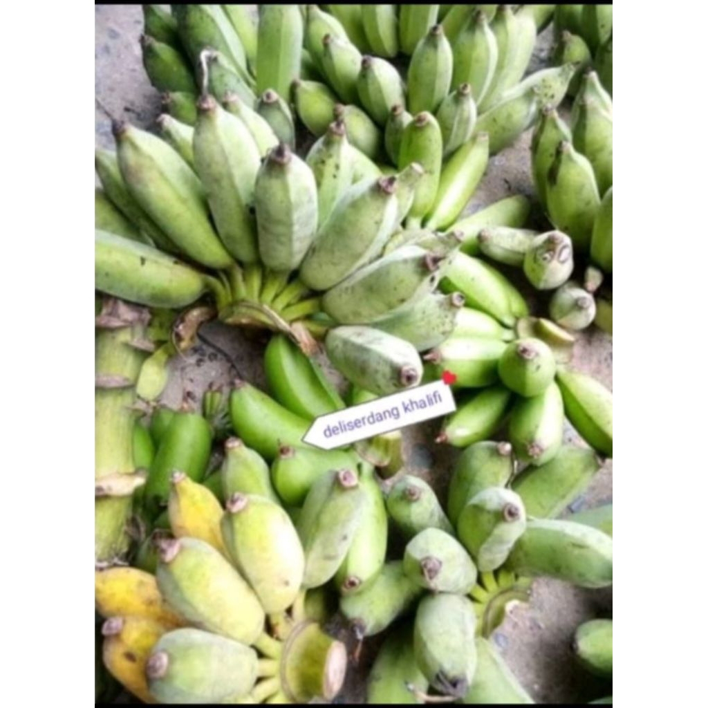 

Pisang awak 1 kg