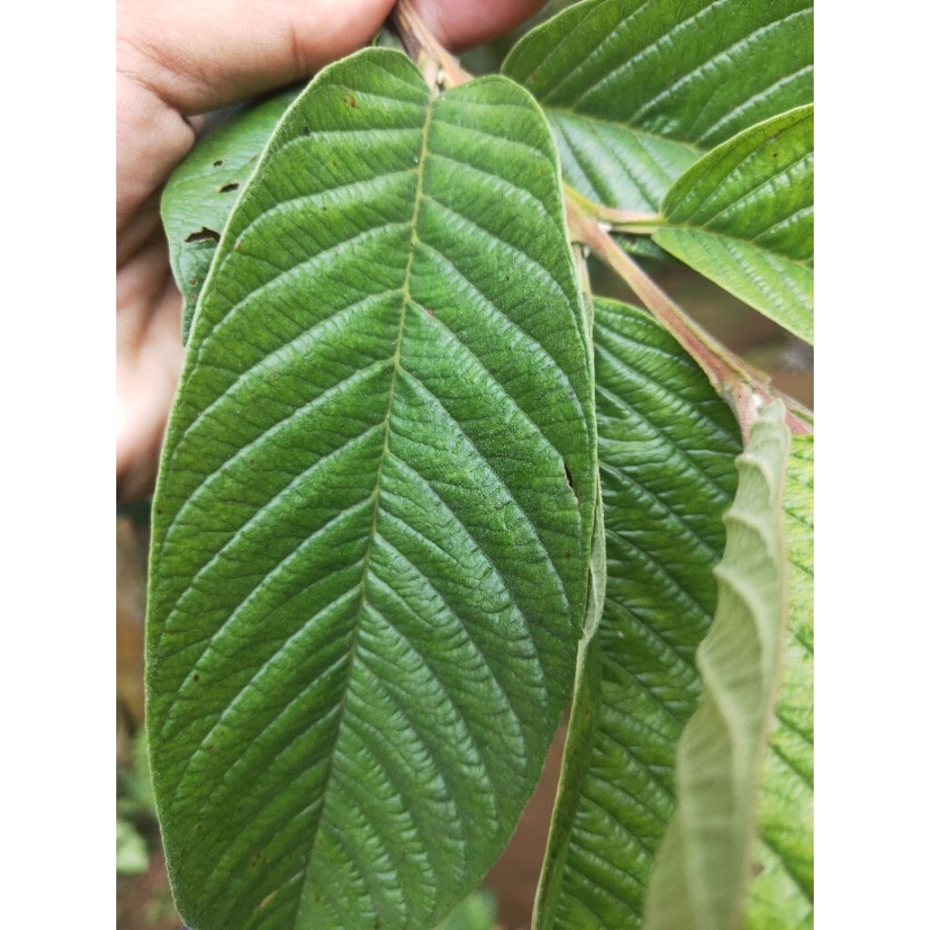 

Daun jambu biji segar petik langsung dari pohonnya per 20 lembar