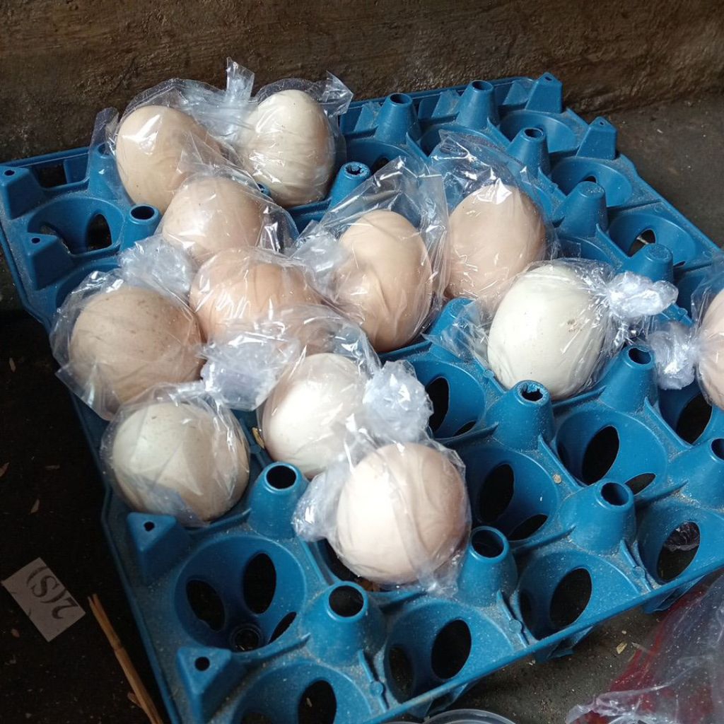 

telur ayam Bangkok ekor lidi fertil buat ditetaskan