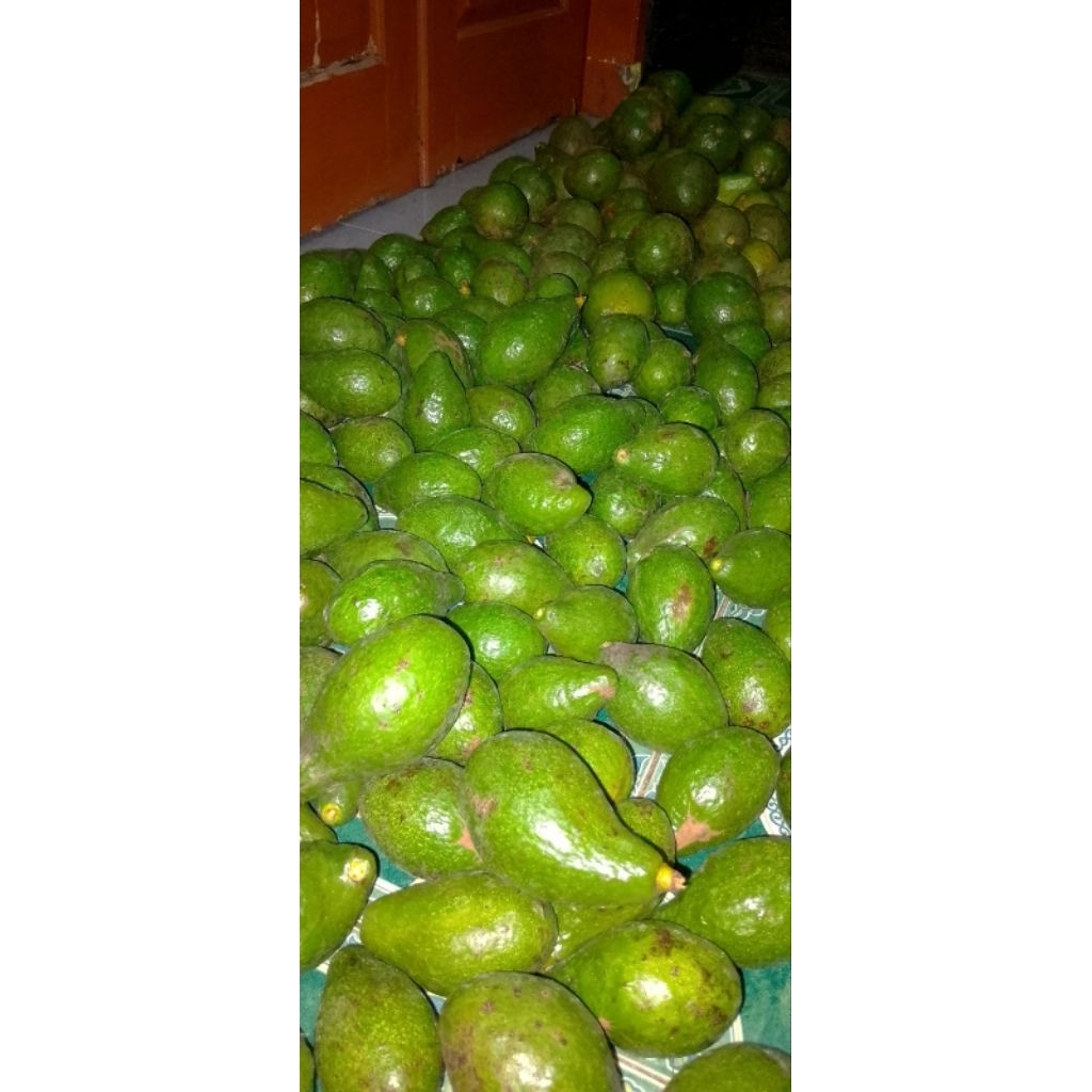 

alpukat mentega 1 kg