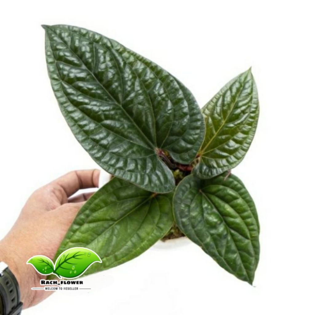 Anthurium radicans - tanaman hias anthurium sirih X radicans