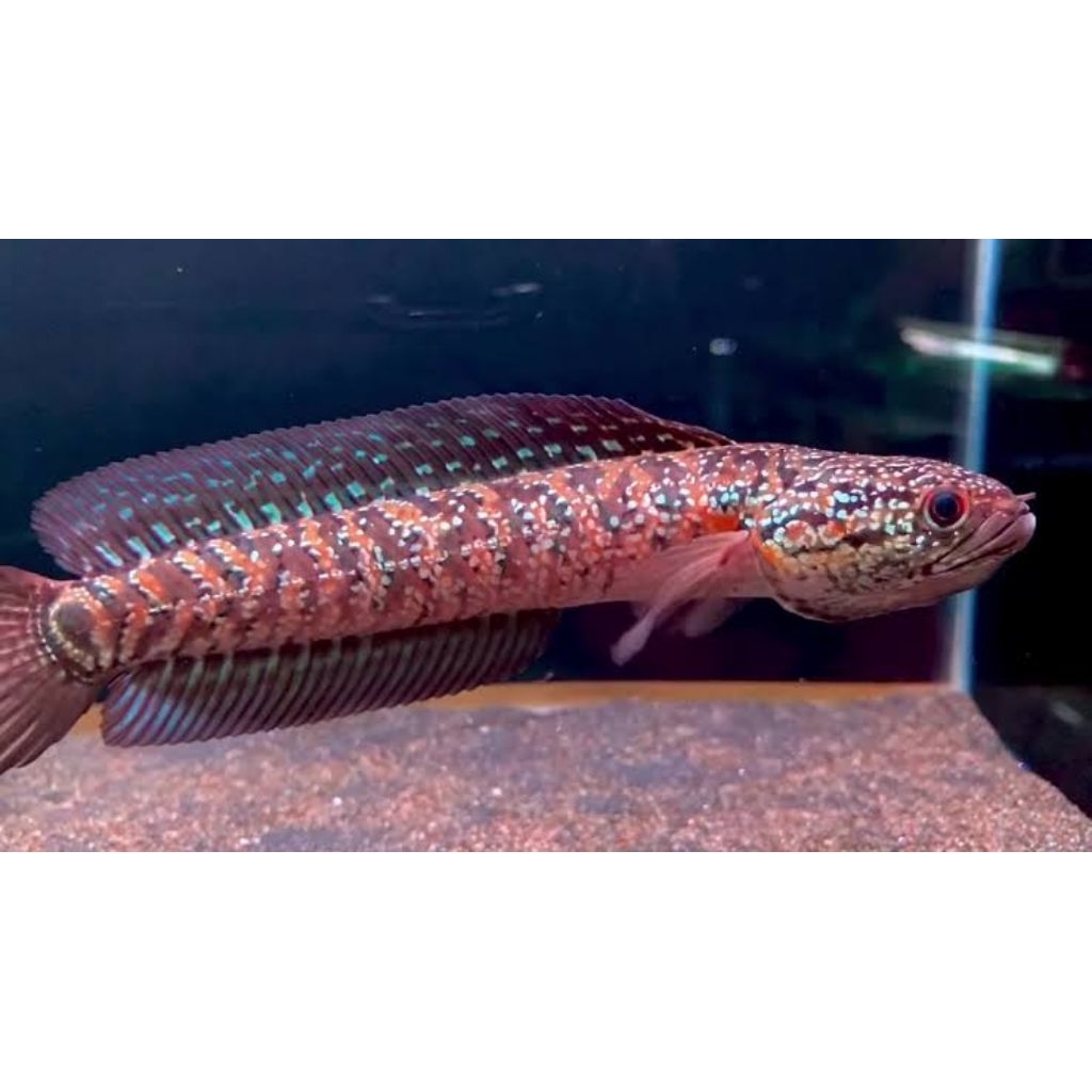 hiasan aquarium(cana asiatica kalimaya grade A)