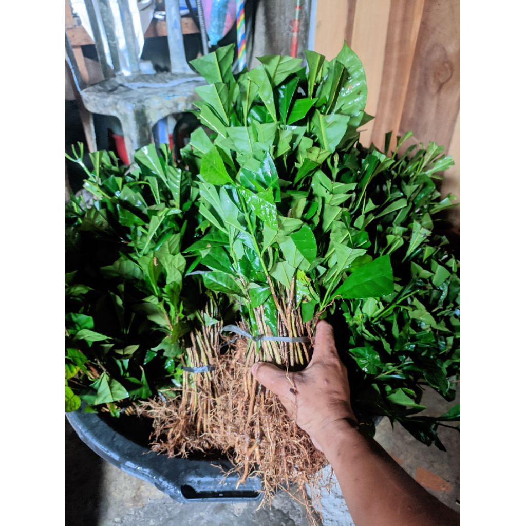 bibit kopi robusta Lampung