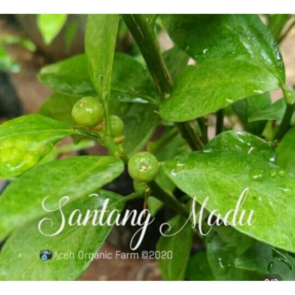 

jeruk santang madu kondisi berbuah original santang madu