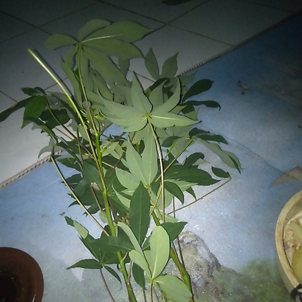 

daun randu /daun kapuk obat herbal di petik saat ada orderan 100 lembar