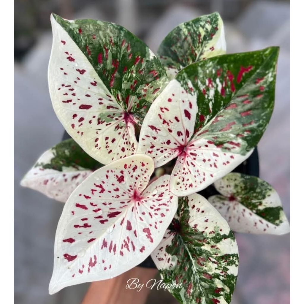 caladium Thailand series
