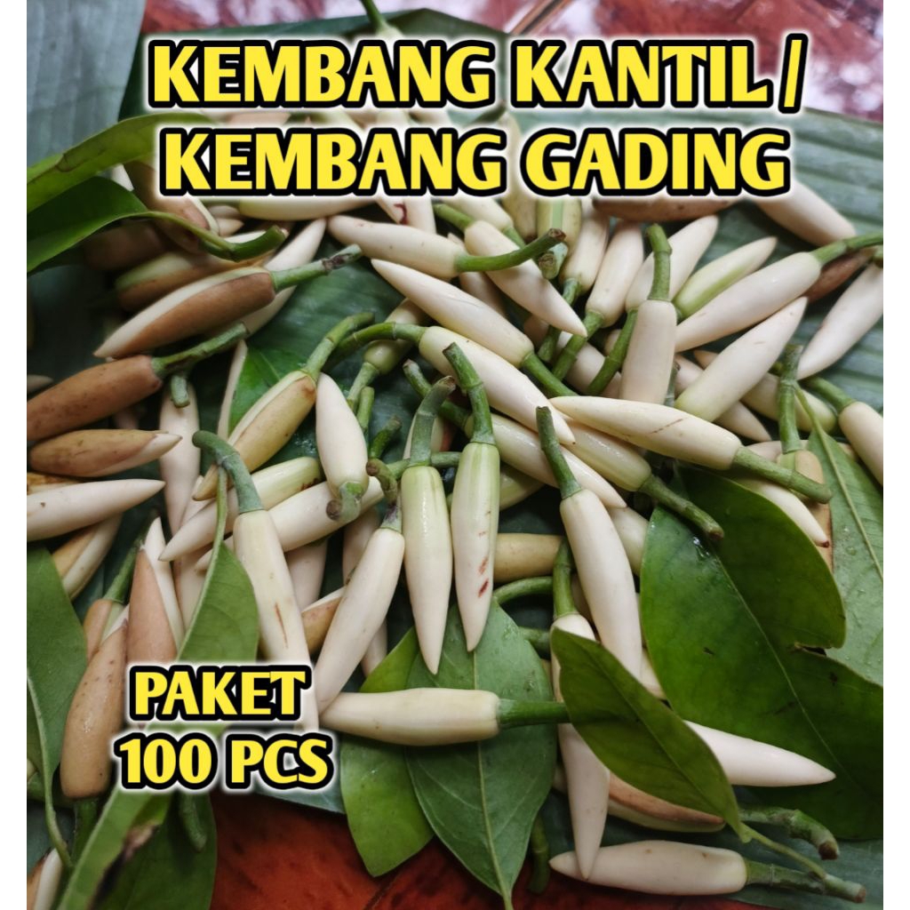 

kembang kantil (paket 100 pcs) segar di petik langsung dari pohon saat order