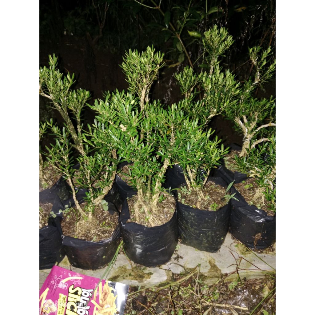 Boxus siap pajang untuk cantikan