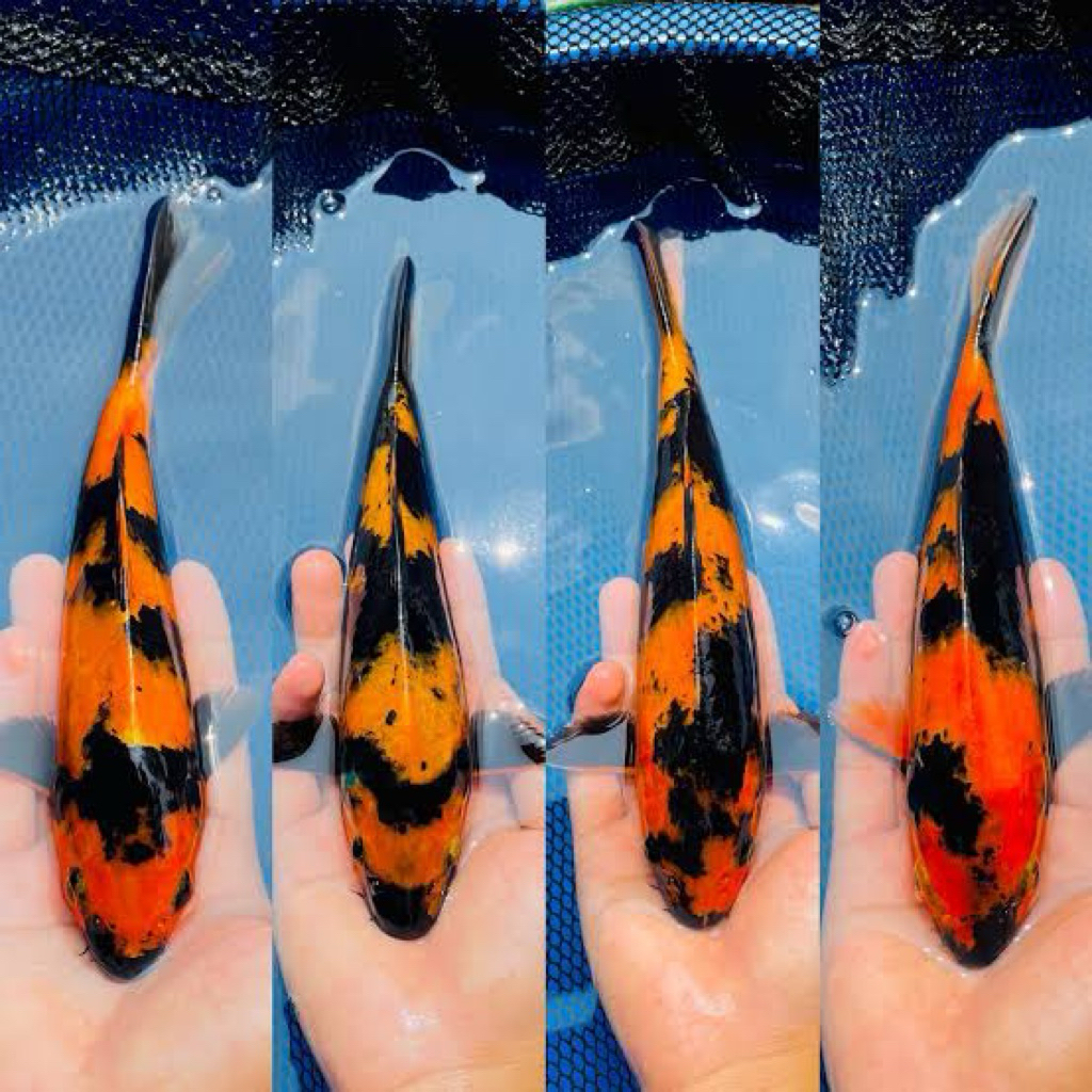 Pajangan Aquarium - Koi Reguler Hi Utsuri 22-25cm - Ikan koi blitar grade A