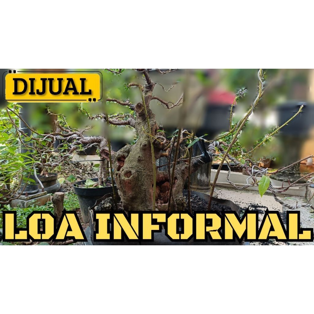 BONSAI LOA INFORMAL JUMBO