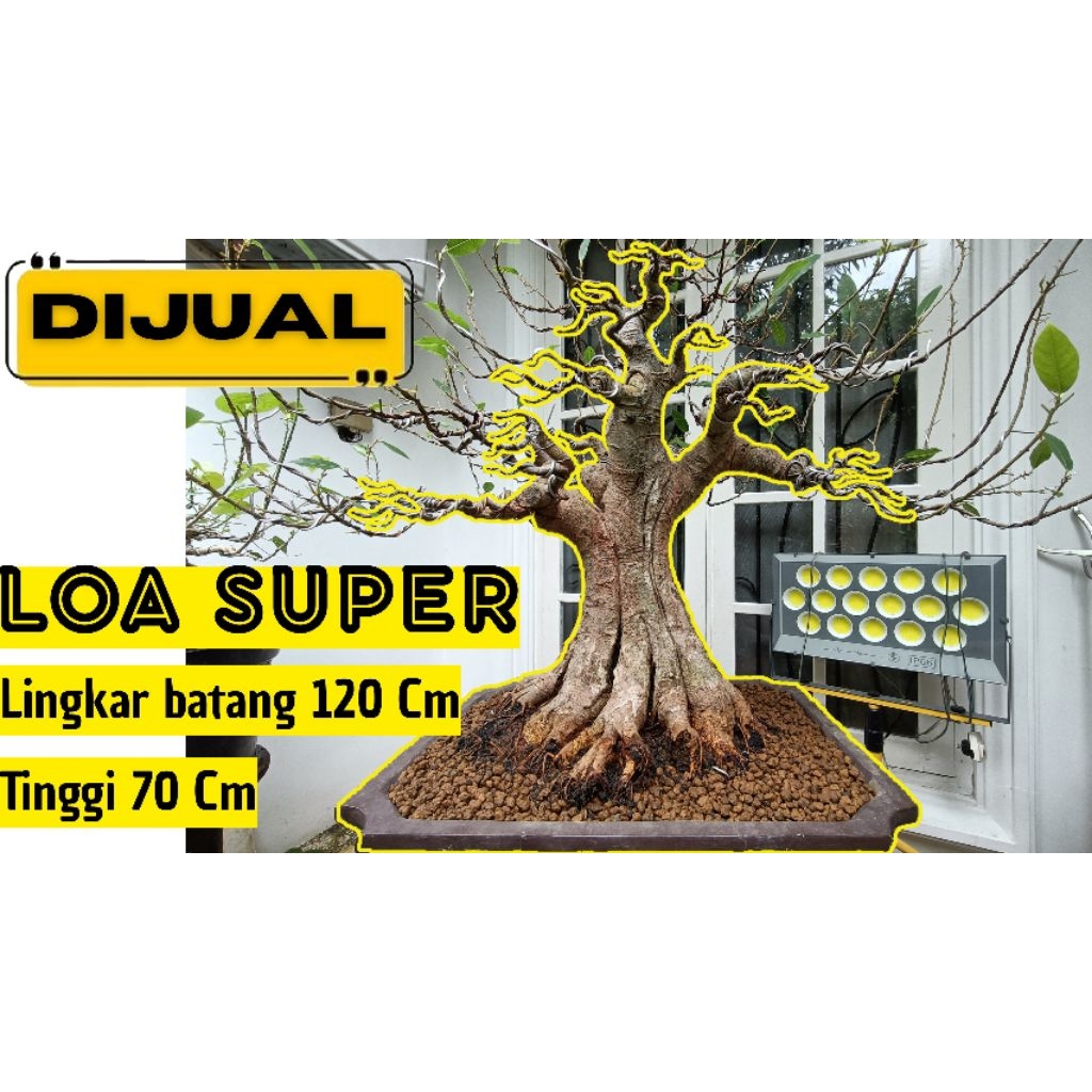 BONSAI LOA FORMAL SUPER JUMBO