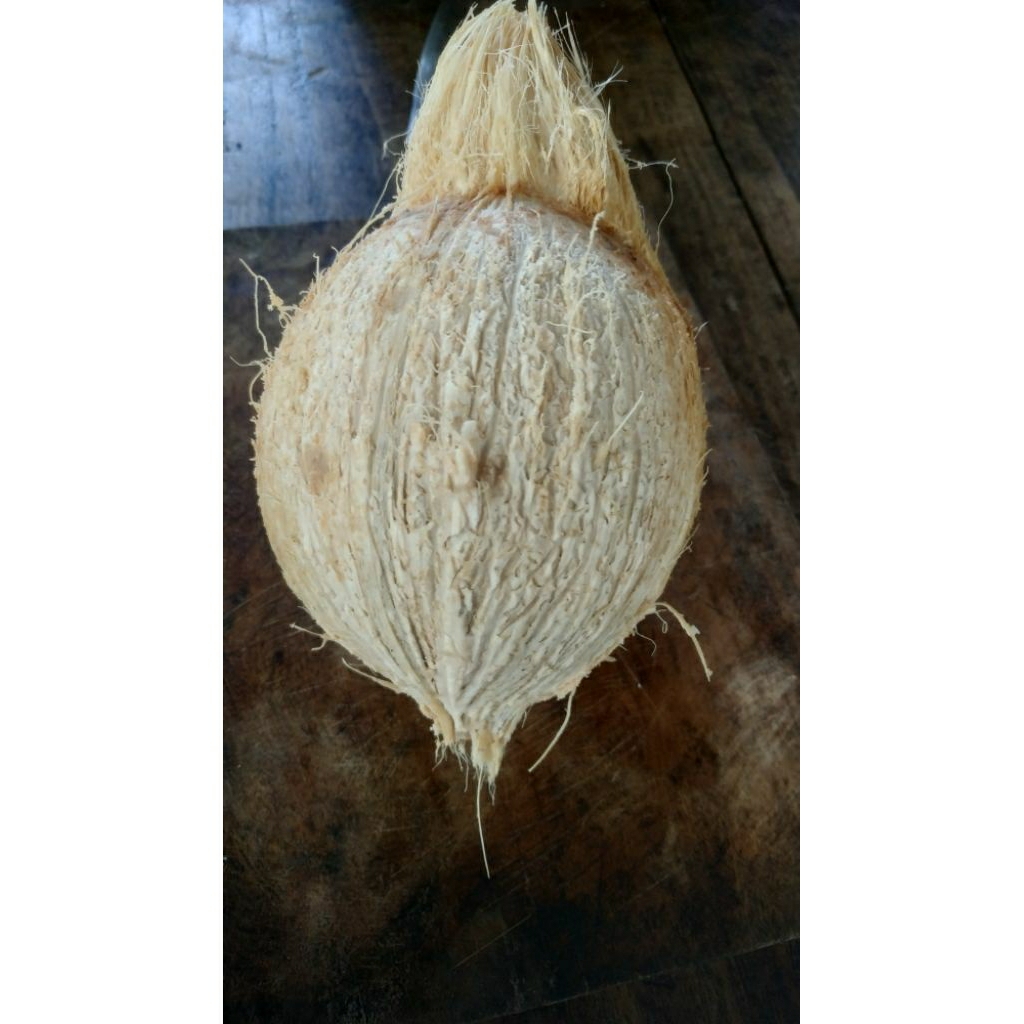 

Kelapa genja tua