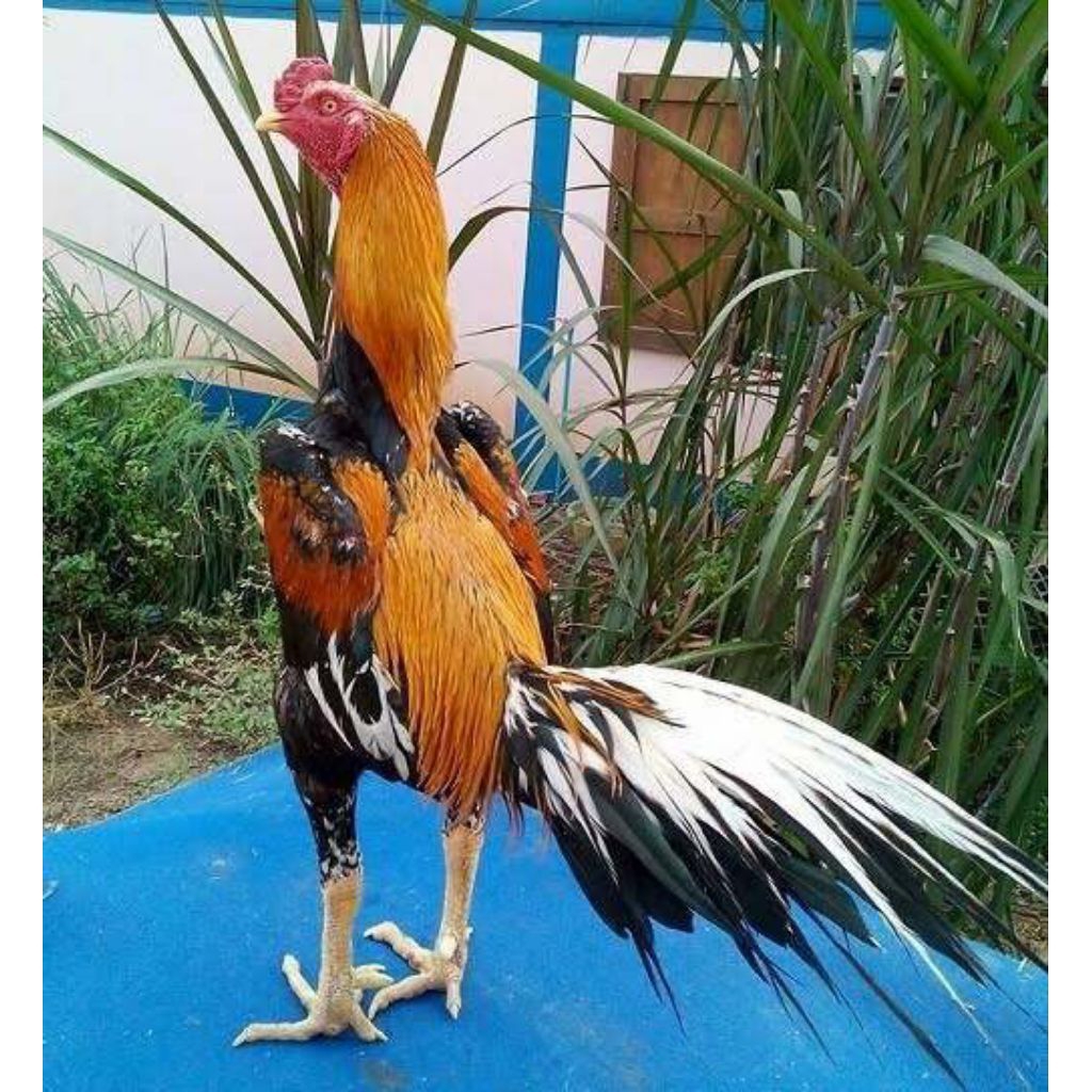 paket hemat 8 telur ayam ekor lidi asli ORI fertil siap untuk ditetaskan